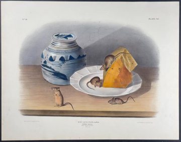 click for detailed image Audubon quadruped House Mouse.jpg